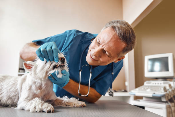 Best 24-Hour Emergency Dental Care in Lake Of The Woods, VA